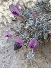 Astragalus phoenix
