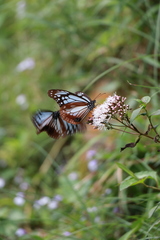 Parantica