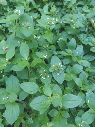 Image of Richardia scabra by no rights reserved