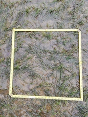 Zostera muelleri