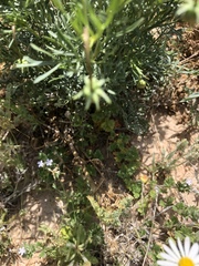 Glandularia quadrangulata