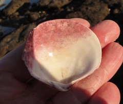 Semele decisa