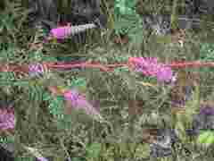 Grevillea acanthifolia