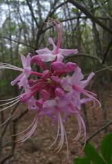 Rhododendron canescens