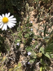 Glandularia quadrangulata