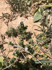 Glandularia quadrangulata