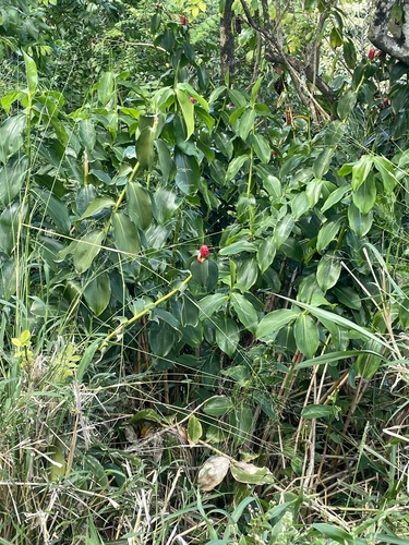 Costus woodsonii