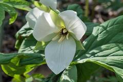 Trillium simile