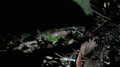 Stenocercus trachycephalus