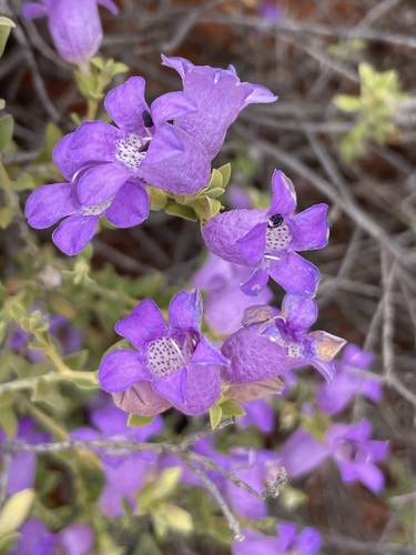 Eremophila decussata · iNaturalist Mexico