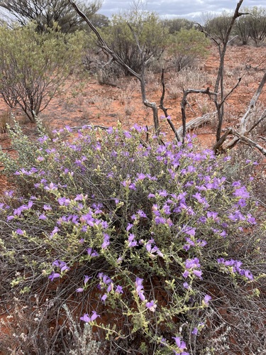 Eremophila decussata