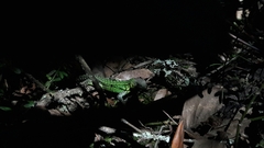 Stenocercus trachycephalus