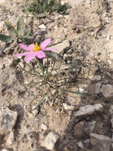 Image of Nicolletia edwardsii by (c) Oscar C. González Martínez, some rights reserved (CC BY-SA)