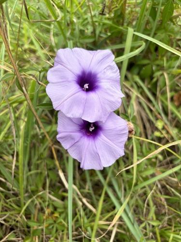 Foto de Sete-léguas