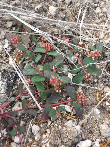 Image of Euphorbia berteroana by (c) Oscar C. González Martínez, some rights reserved (CC BY-SA)