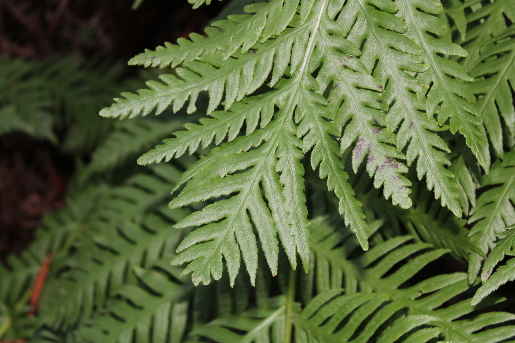 giant chain fern from Lake Lagunitas, California 94904, USA on December ...