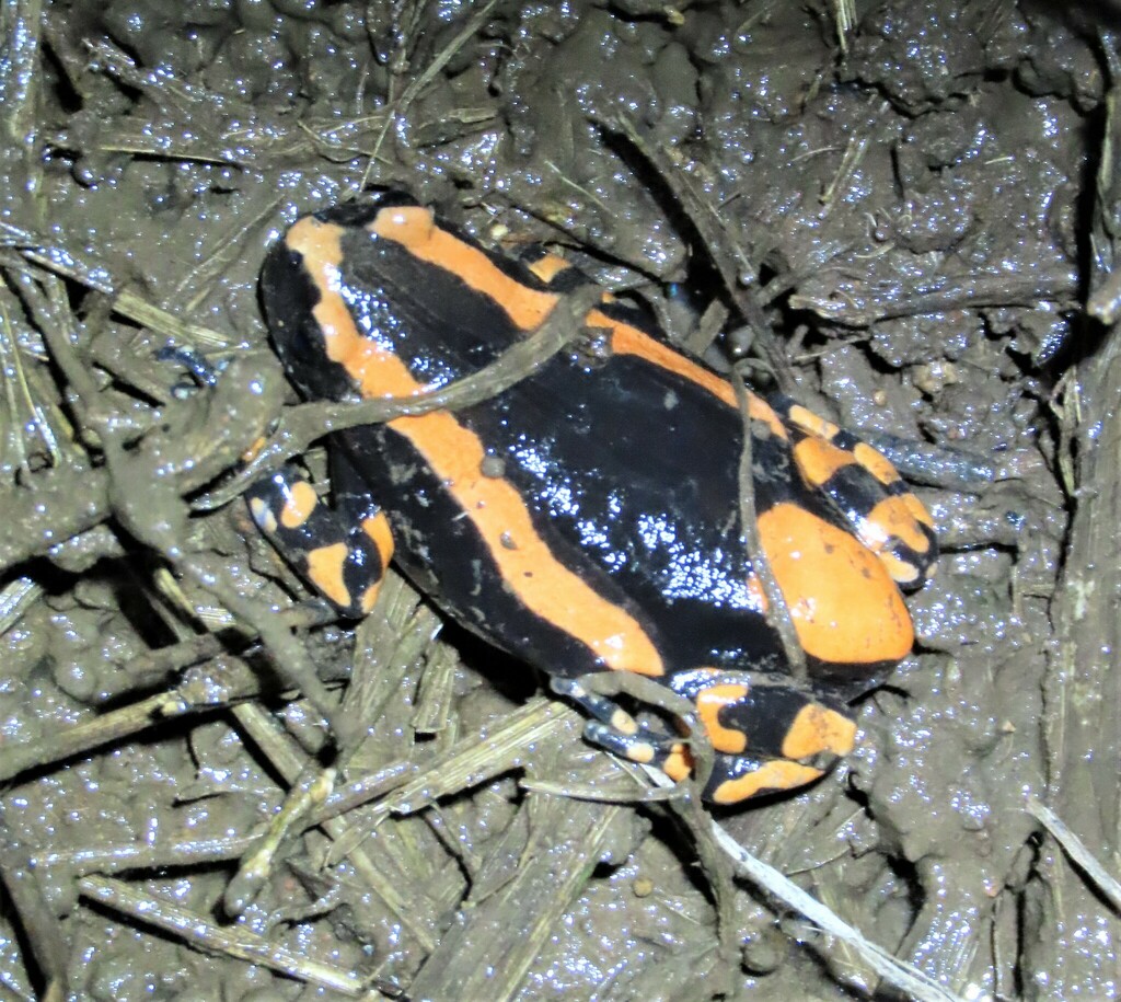 Red-Banded Rubber Frog from Mbuluzi Game Reserve, Eswatini on