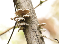 Schizophyllum commune