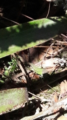 Stenocercus trachycephalus