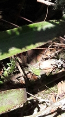 Stenocercus trachycephalus