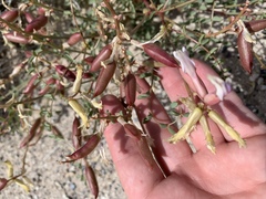 Astragalus preussii