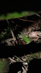 Stenocercus trachycephalus