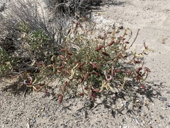 Astragalus preussii
