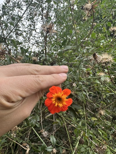 Foto de Mexerica