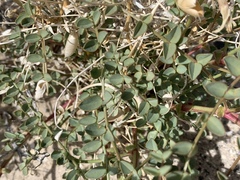 Astragalus preussii