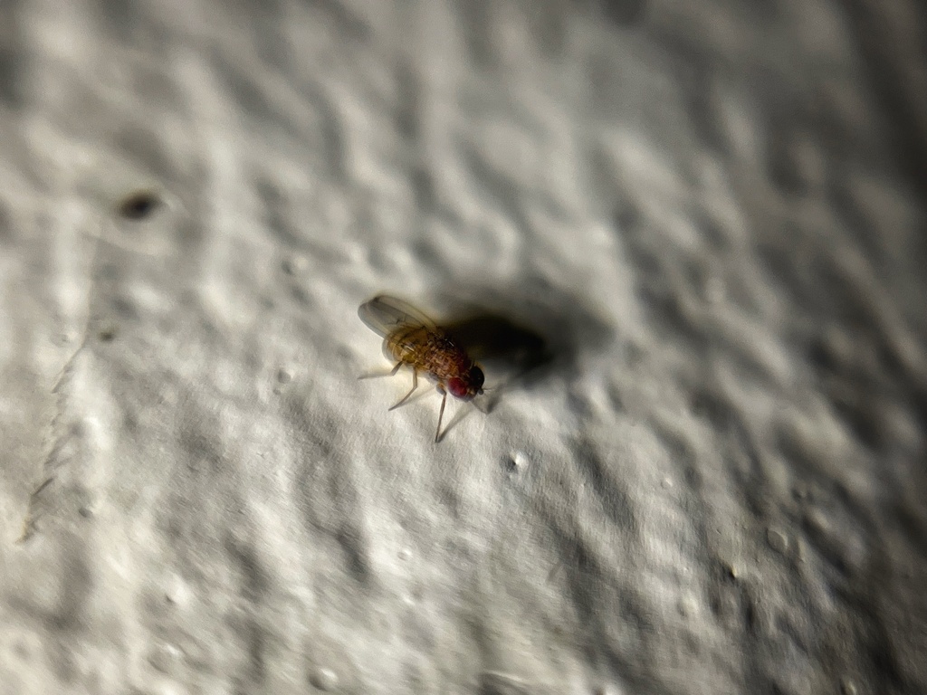 Drosophila repleta from Pasaje Los Cisnes, Lima, PE on January 1, 2024 ...