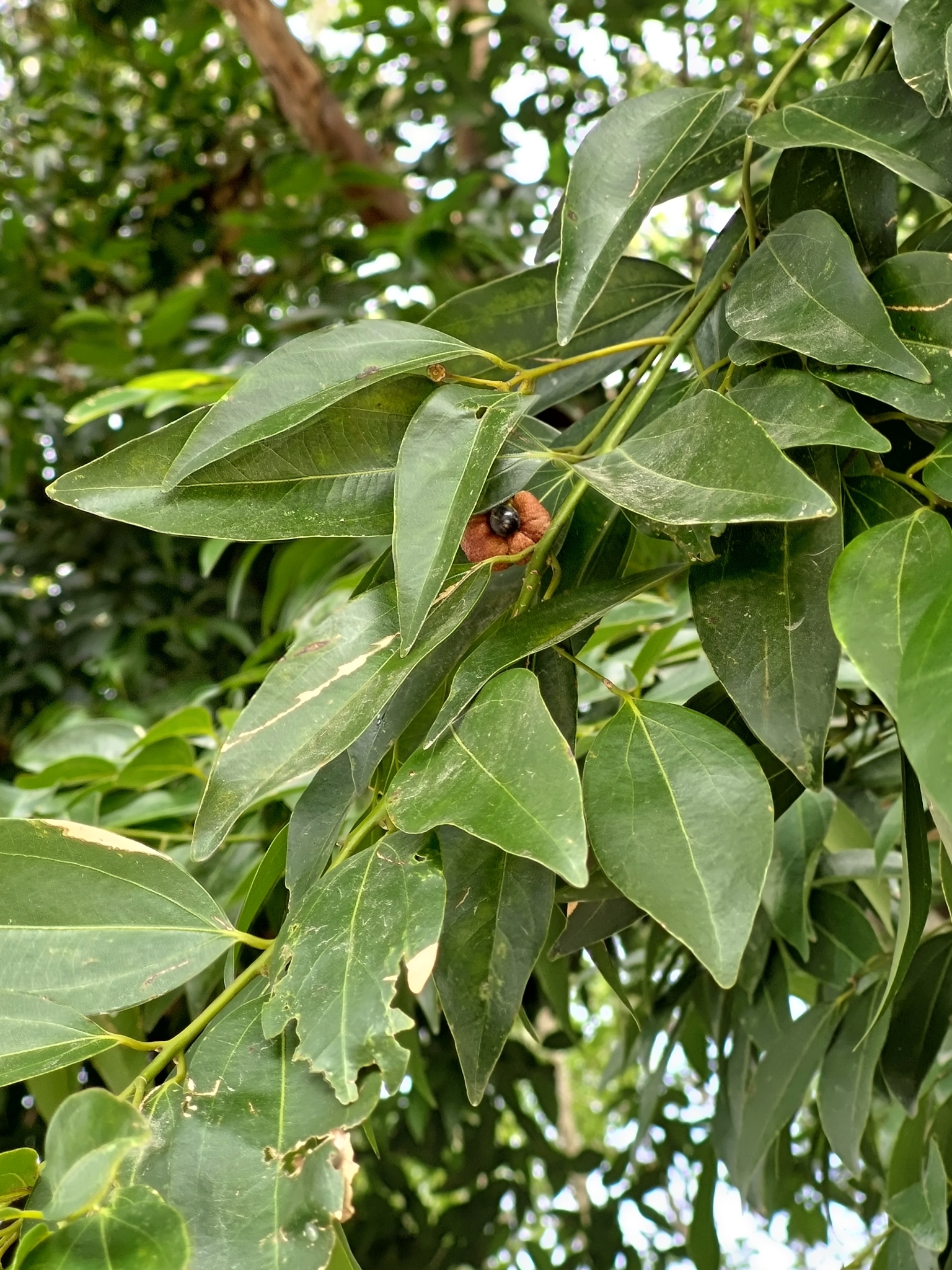 Imagem de Canela