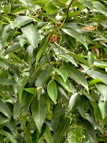 Foto de Canela