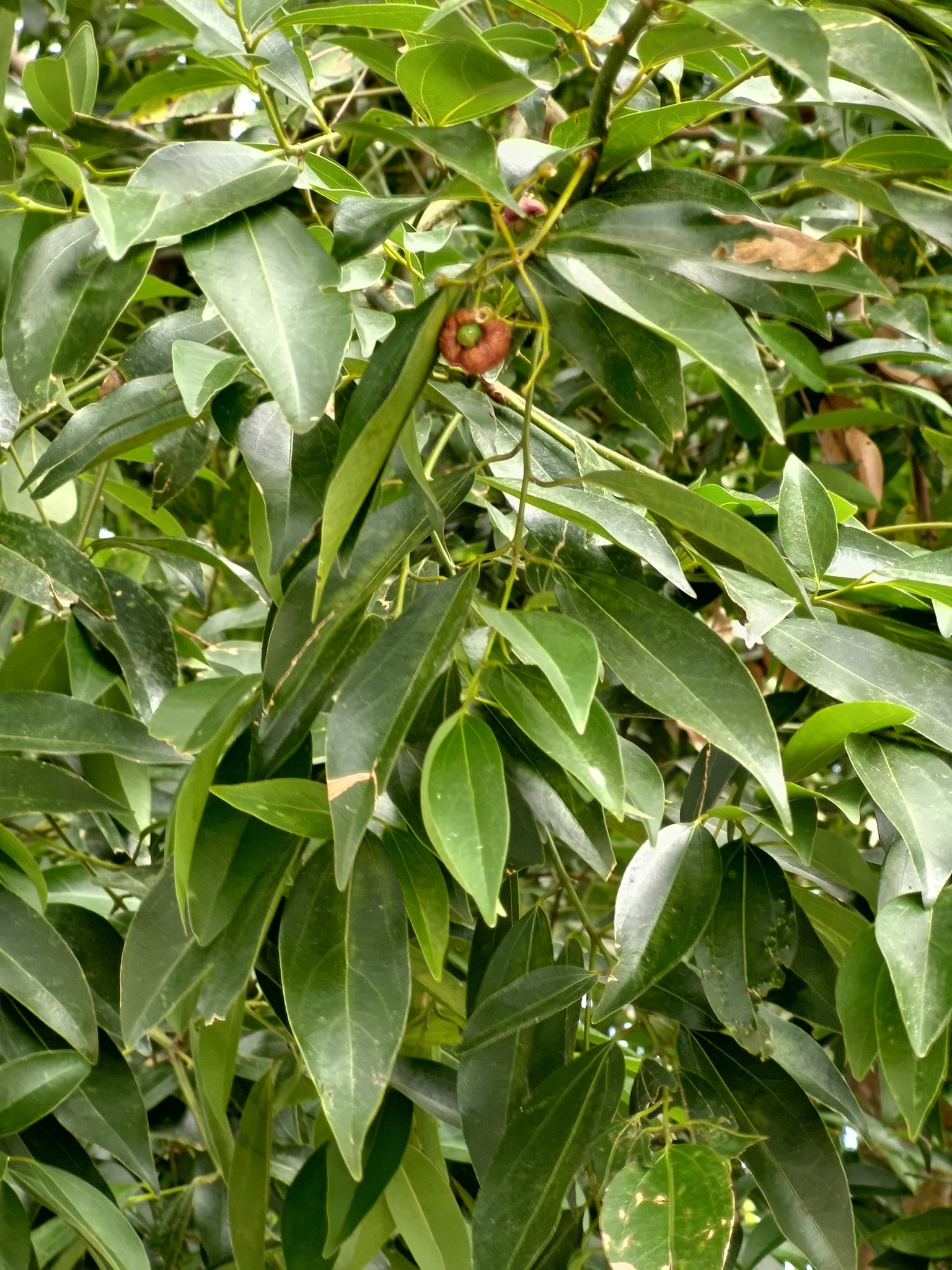 Imagem de Canela