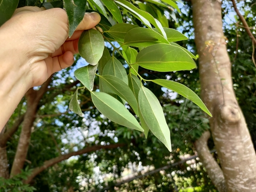 Canela