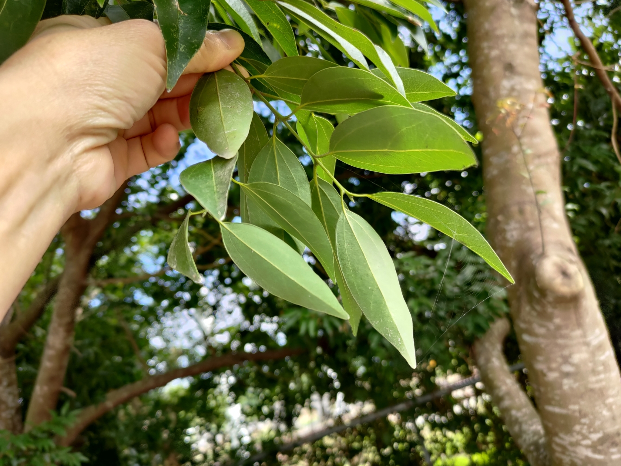 Imagem de Canela