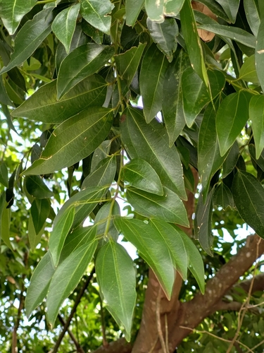 Foto de Canela