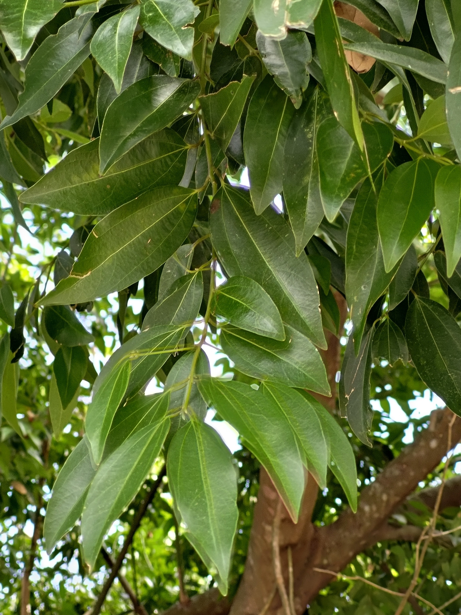Imagem de Canela