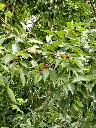 Foto de Canela