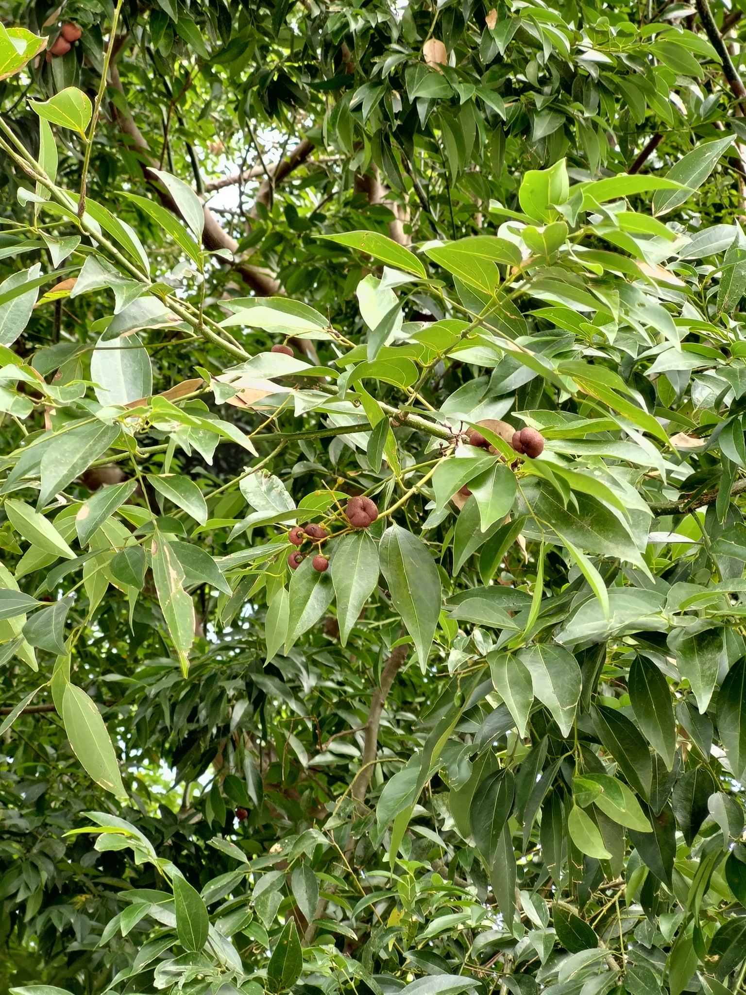Imagem de Canela