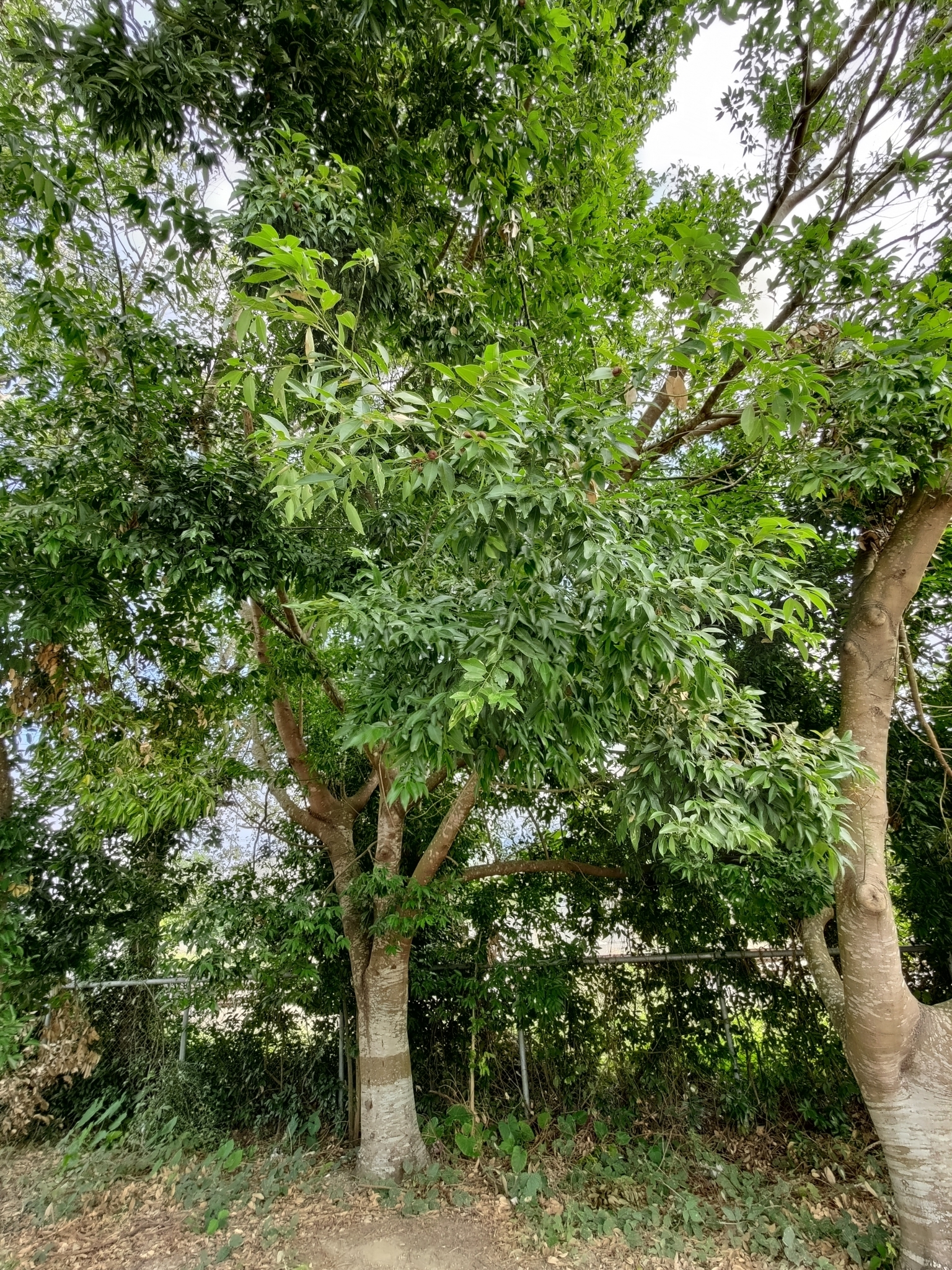 Imagem de Canela