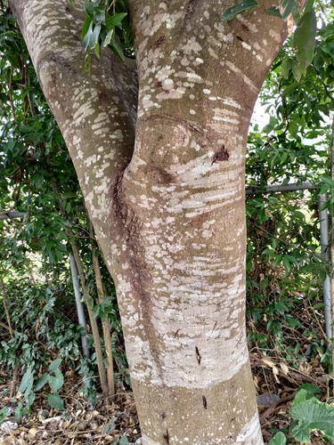 Foto de Canela