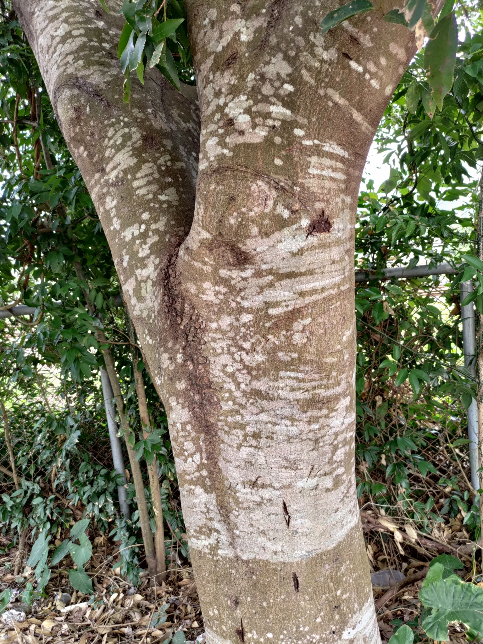 Imagem de Canela