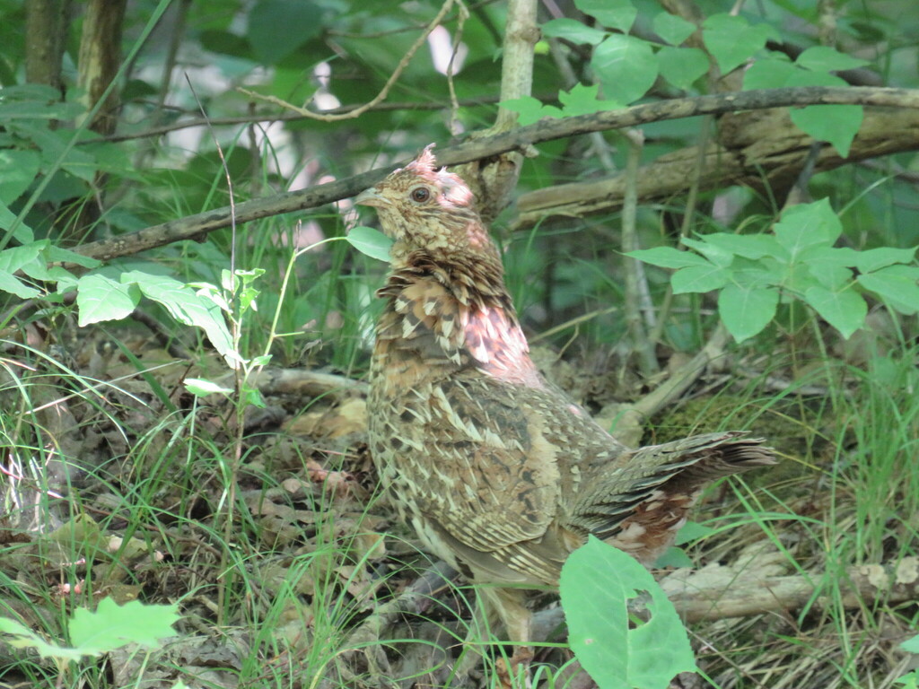 Ruffed Grouse from Lanark, CA-ON, CA on July 9, 2022 at 05:52 PM by ...