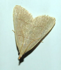 Hypsopygia albidalis