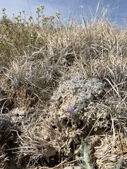 Astragalus phoenix