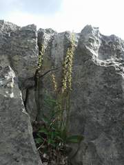 Mesadenus polyanthus