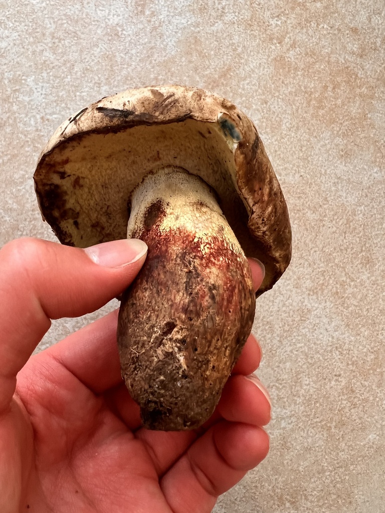 Butyriboletus roseoflavus · September 2023 · photo: © tongks22 (iNaturalist, cc-by)