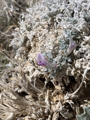 Astragalus phoenix