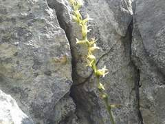 Mesadenus polyanthus