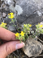 Physaria engelmannii